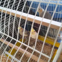یگ جفت عروس هلندی و یگی جوجه