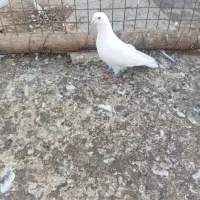 کبوترطوقی وتهرانی