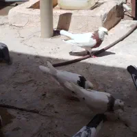 جفت طوقی سرخ و سیاه