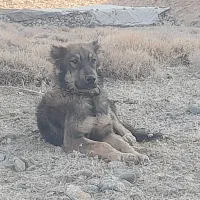 سگ گله ای