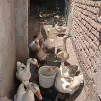 تعدادی غاز محلی