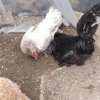 تخم گذار مرغ ۱۵۰۰ خروس بوقلمون جوجه