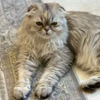 گربه  واسه جفت گیری