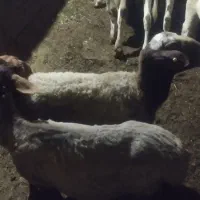 گوسفند گوشتی