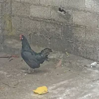سه تا مرغ یه خروس لاری یکی کاکولی