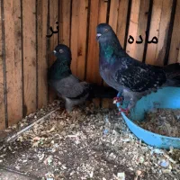 کبوتر پرشی