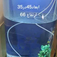 آکواریوم|ماهی|همدان, |دیوار