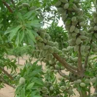 فروش نهال و صنوبر و پسته پیوندی