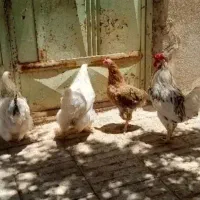 مرغ بومی تخمگذار و جوجه گلین یک ماهه