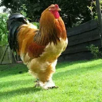 پیش فروش و فروش برهما