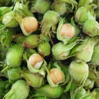 فندق تازه چین
