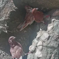 کبوتر