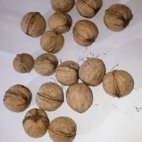 گردو تازه بدون پوست مغز دار