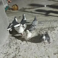 ۶تا ساده ۲تا تهرانی ۲تا مشهدی