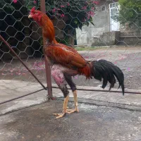 خروس لاری