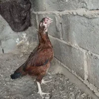 مرغ لاری