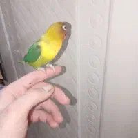 کوتوله نیم دستی