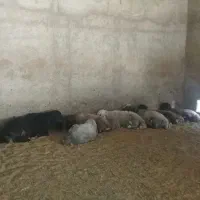 گوسفندنر