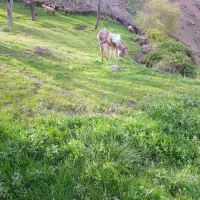 ماده خر گله