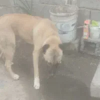 سگ باهوش