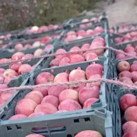 سیب قرمز درجه یک‌ بفروش می‌رسد