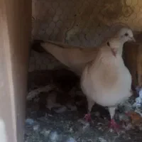 کبوتر
