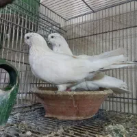 کله وکله دم