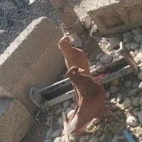 کبوتر