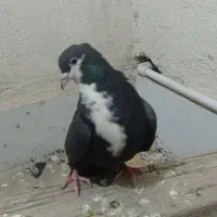 کبوتر ریش سبز