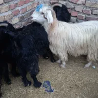 بزچاق وگوسفند