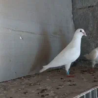 کبوتر سفید پلاکی و جوجه غوره پولکی.