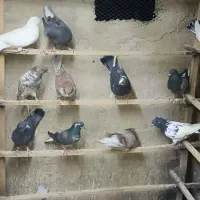 کبوتر پرشی