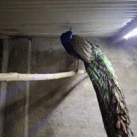 جوجه طاووس جوجه ک .،بک