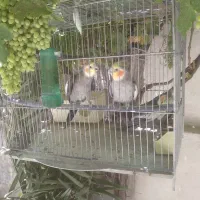 فنج وعروس هلندی