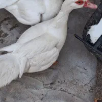 سیکانژاد اسرائیلی