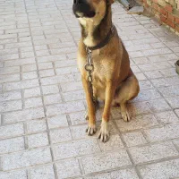 سگ واکسن خورده