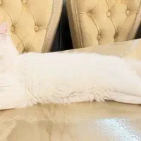 گربه|گربه|میاندوآب, |دیوار