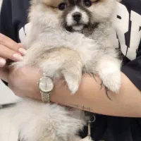 پامر خرسی ماده دوماهه