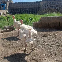 مرغ ویروس محلی بوقلمون
