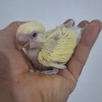 طوطی دستی  سرلاکی ۵۰ روزه پشت آبی