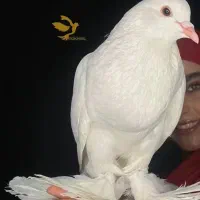 کبوتر زینتی پومرین ابومریم بادکنکی پاپر سلطنتی