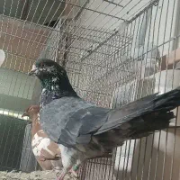 کبوتر جوجه و کهنه بار جدید