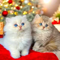 بچه گربه های دارای تاییده و ضمانت سلامت