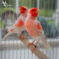 خرید و فروش انواع قناری