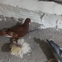 سرخ بتو بی کاکل