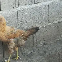 جوجه مرغ گلین لری وخروس و جاوا