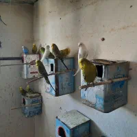 مرغ عشق انگلیسی