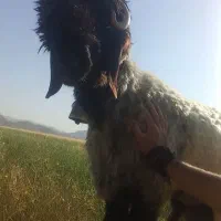 شیشک قوچ سناتوری