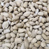 بادام درختی