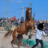 مادیان دوسر